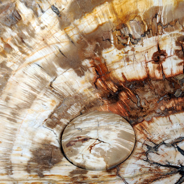 Luxurious fossil wood wash basin with taps