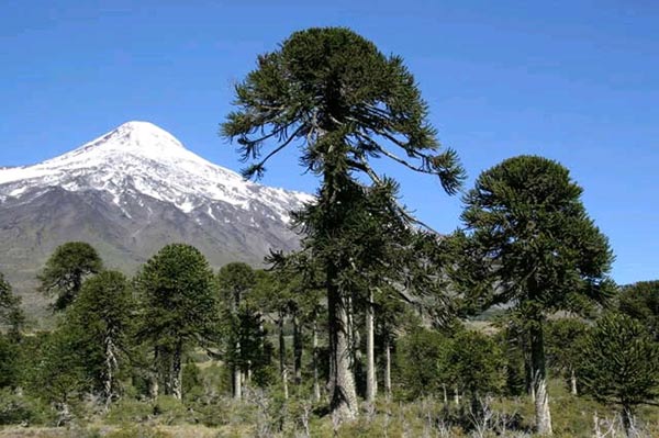 Araucaria trees (monkey puzzle)