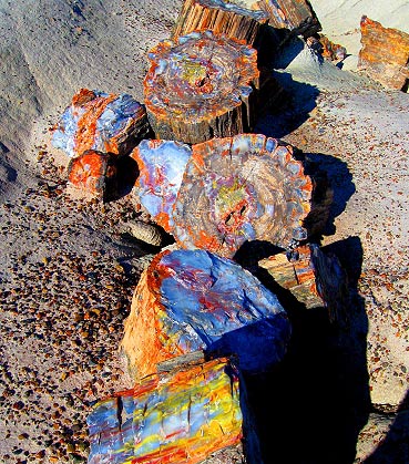 Highly coloured piece of fossil wood The healing properties of fossil wood