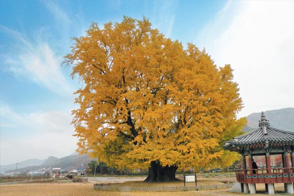 Ginkgo Biloba tree