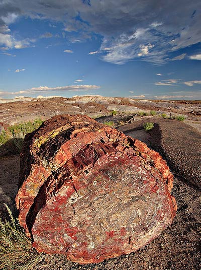 What is fossilized wood