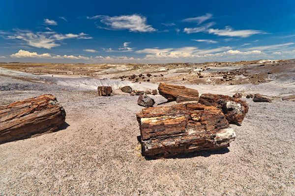 Ricerca e scelta del legno fossile